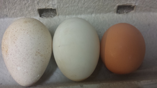 From left to right: Turkey egg, duck egg, chicken egg